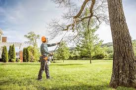 Best Grass Overseeding  in Fayetteville, NY