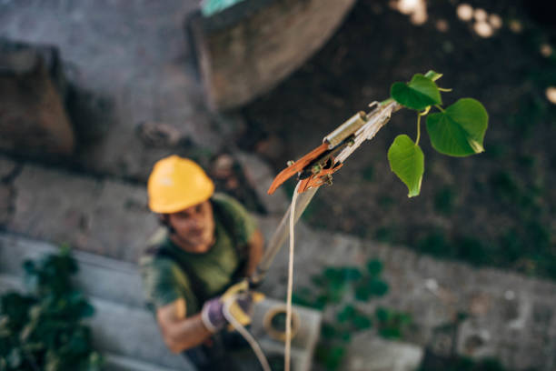 Best Mulching Services  in Fayetteville, NY