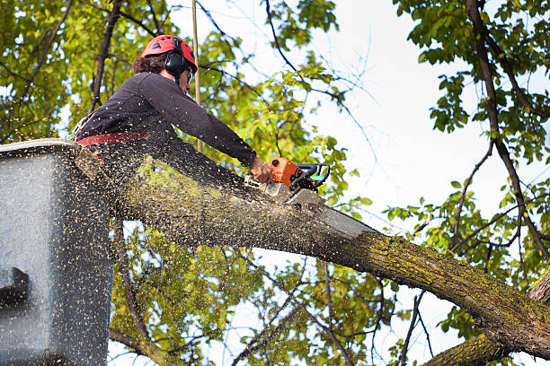 Best Tree Cabling and Bracing  in Fayetteville, NY
